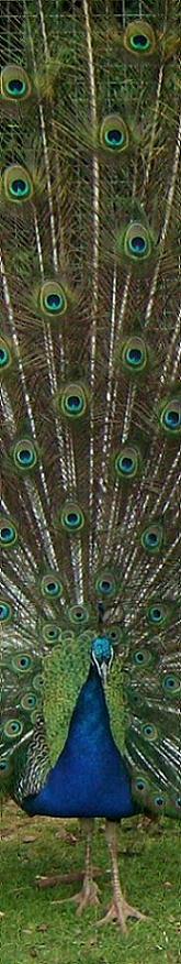 Peacock Side banner