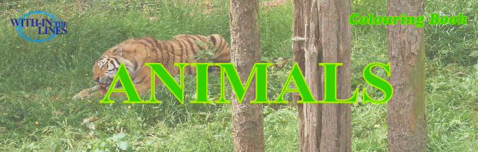 ANIMAL COLOURING BOOK